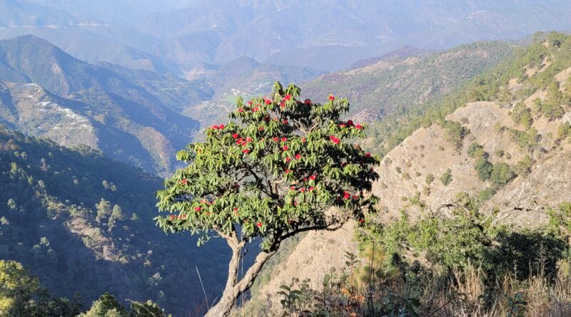 जानिए कब मनाई जाएगी “वसंत पंचमी”। उत्तराखंड में कैसे मनाई जाती है वसंत पंचमी