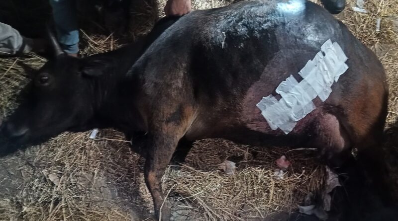 बरसूड़ी गांव में पशुपालन विभाग की तत्परता से गाय का सफल ऑपरेशन