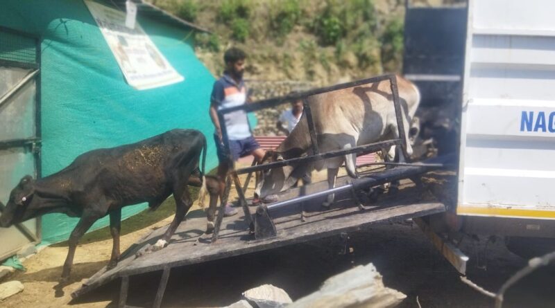 15 निराश्रित नर गौवंशों को सुरक्षित आश्रय पहुंचाया, पंजीकृत ग्राम्य गौ सेवकों को सौंपा गया
