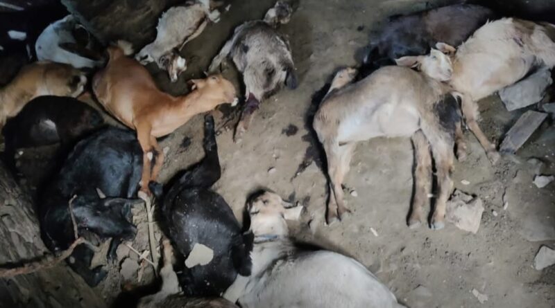 गुलदार ने बाड़े में घुसकर 14 बकरियों को जान से मारा