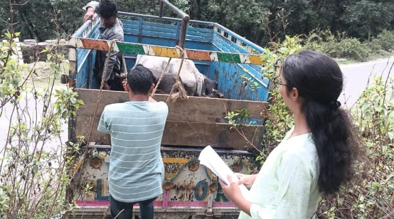 रेस्क्यू किए गए निराश्रित गौवंशों को गौसदन जखोला भेजा गया
