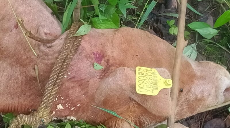बाघ के हमले में दुधारू गाय की मौत, ग्रामीणों में दहशत