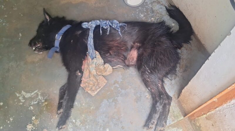 द्वारीखाल ब्लॉक के कई गांवों में गुलदार का आतंक, ग्रामीण दहशत में