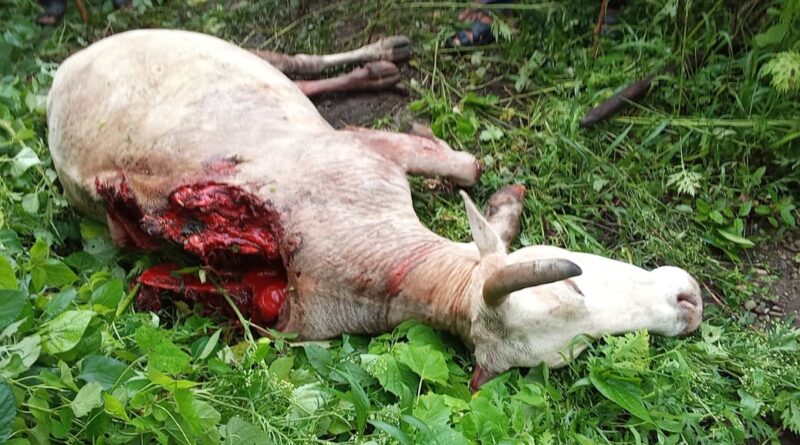 द्वारीखाल ब्लॉक में रहस्यमयी जानवर “चरक” का आतंक, गुलदार और बंदरों से भी लोग दहशत में