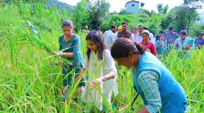 जिलाधिकारी ने की धान की कटाई, ग्रामीणों संग मंडाई में हुई शामिल