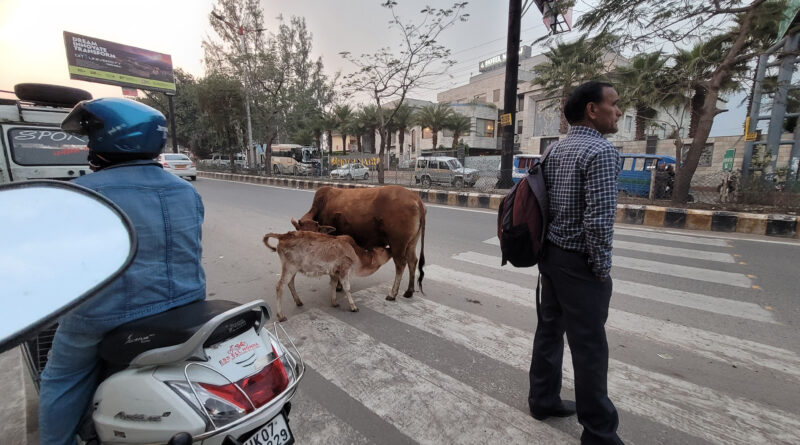 पौड़ी शहर से 15 आवारा पशु गौशाला में शिफ्ट