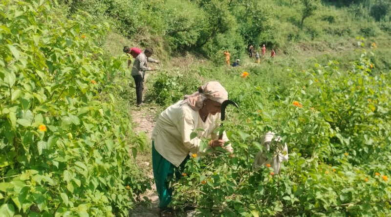 ग्रामीणों ने चलाया स्वच्छता अभियान, लैंटाना झाड़ी के उन्मूलन पर जोर
