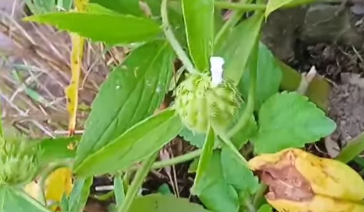 श्राद्ध पक्ष का महत्व : श्रद्धा और विज्ञान का संगम