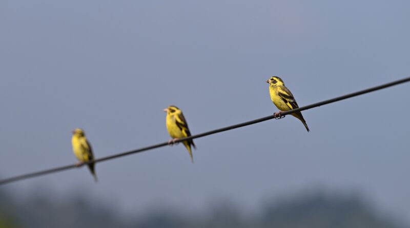 खिर्सू क्षेत्र में दो दिवसीय बर्ड वॉचिंग कार्यक्रम संपन्न, बच्चों ने जाना पक्षियों की दुनिया का रहस्य