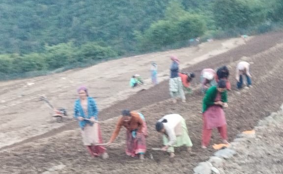 बिछला ढांगू में गेहूं की बुवाई शुरू, लेकिन जंगली जानवर बने किसानों के लिए बड़ी मुसीबत