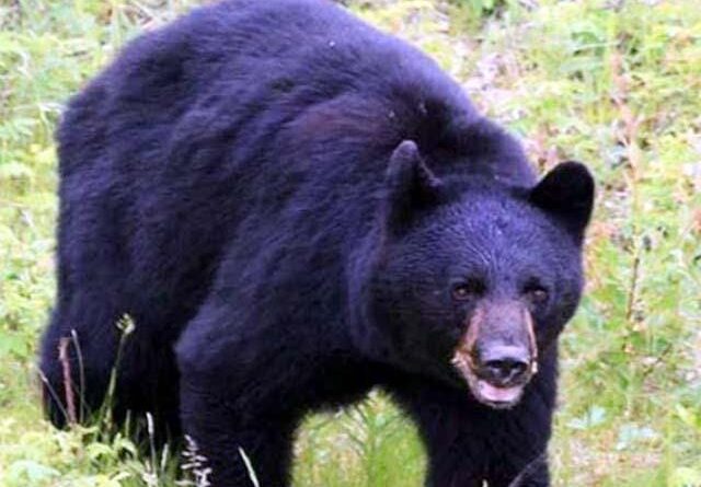 मानव–वन्यजीव संघर्ष रोकने हेतु वन विभाग का जागरूकता अभियान जारी