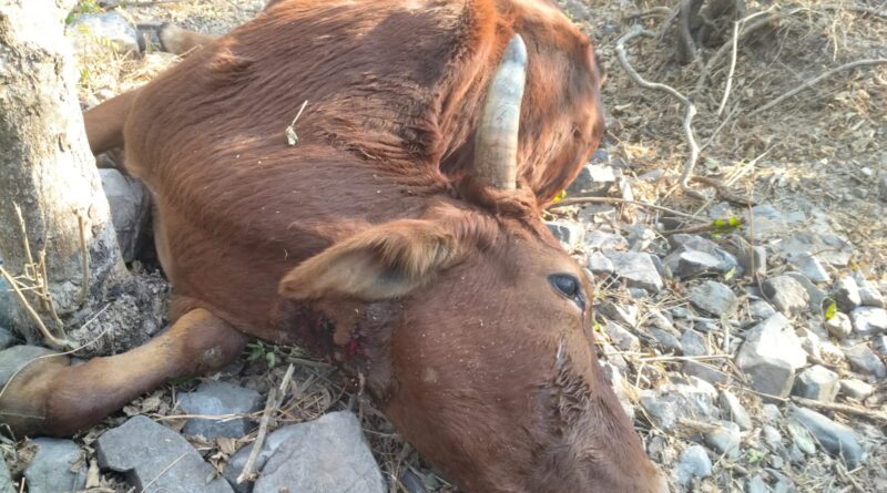 जाखणीखाल तहसील के ग्राम सौड़ में गुलदार का आतंक, दिनदहाड़े हमला कर बैल को बनाया शिकार, ग्रामीणों में दहशत