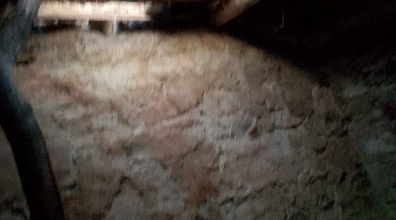 भालू ने गोशाला की छत तोड़कर गाय को मार डाला, पीड़ित काश्तकार मुआवजे की प्रतीक्षा में