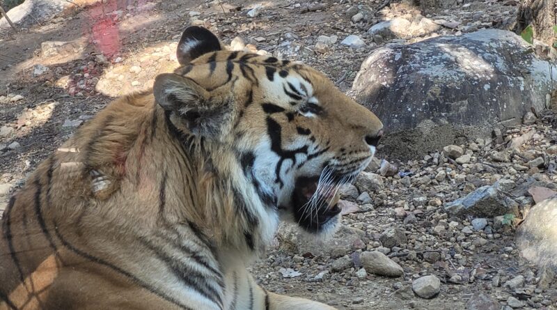 जंगली जानवरों का खौफ: रुद्रप्रयाग में गुलदार ने 5 साल के मासूम को बनाया शिकार, पहाड़ों में लोग भगवान भरोसे