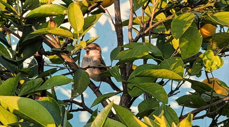 विश्व गौरैया दिवस: बदलती जीवनशैली में खोती ‘घिंडुड़ी’ की चहचहाहट