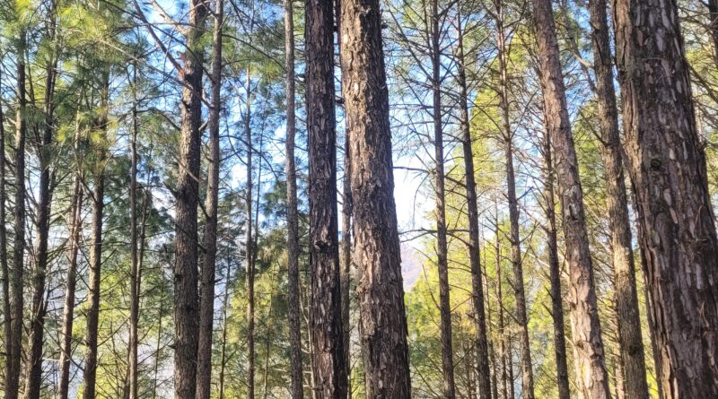 पर्वतीय क्षेत्रों में तेजी से बढ़ता चीड़ बना चिंता का विषय, पारंपरिक वनस्पतियां हो रहीं विलुप्त