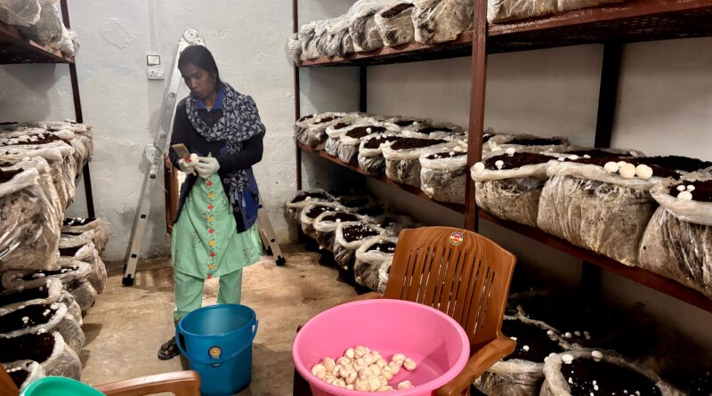 पौड़ी में बेमौसमी बटन मशरूम उत्पादन शुरू, महिला स्वरोजगार को मिल रही नई मजबूती