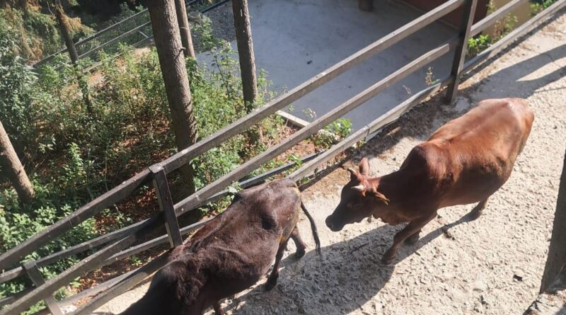निराश्रित गोवंश पर सख्त हुई पालिका, सीसीटीवी से होगी निगरानी