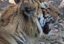 उत्तराखंड में बढ़ता मानव-वन्यजीव संघर्ष: कारण और समाधान