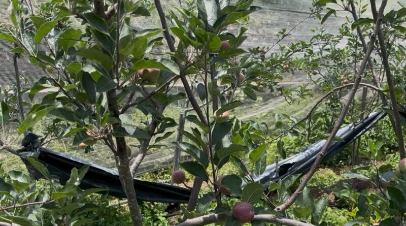 सेब बागवानी से बदली सीमांत गांव की तस्वीर, जमरिया के दो किसानों ने लिखी आत्मनिर्भरता की नई कहानी