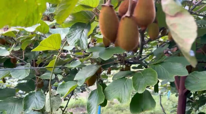 सेब-कीवी की बागवानी से दीनदयाल बने आत्मनिर्भर, हर सीजन में कमा रहे 3 से 4 लाख रुपये अतिरिक्त