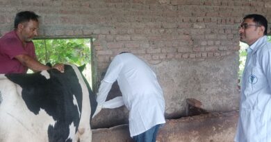 लंपी जैसे लक्षण मिलने से पशुपालन विभाग अलर्ट, 21 रक्त नमूने जांच को भेजे
