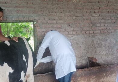 लंपी जैसे लक्षण मिलने से पशुपालन विभाग अलर्ट, 21 रक्त नमूने जांच को भेजे