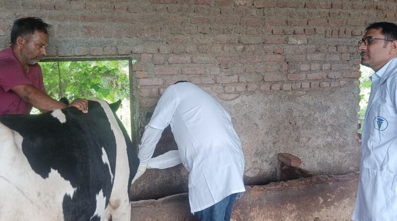लंपी जैसे लक्षण मिलने से पशुपालन विभाग अलर्ट, 21 रक्त नमूने जांच को भेजे