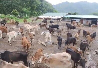 पशुपालन योजनाओं से 1,726 ग्रामीणों को मिला स्वरोजगार का सहारा