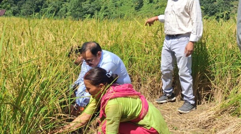 रेवड़ी मल्ली में धान की क्रॉप कटिंग, 30 वर्गमीटर में मिली 8.7 किलो उपज