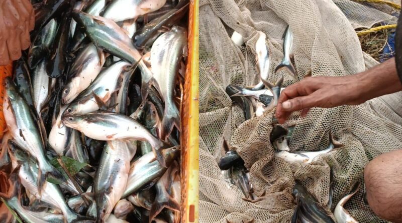 मुख्यमंत्री मत्स्य संपदा योजना से बिडोली में बढ़ा मत्स्य पालन, ग्रामीणों को मिला स्वरोजगार